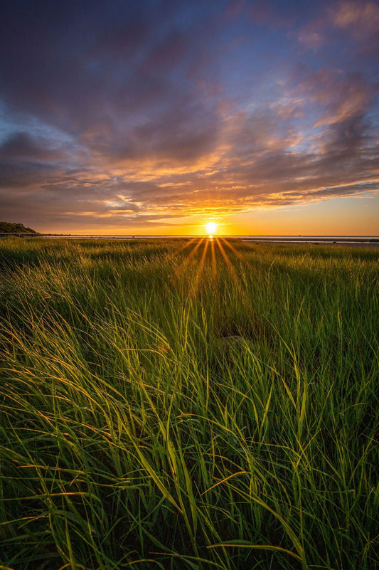 Sunkissed - Allie Richards Photography