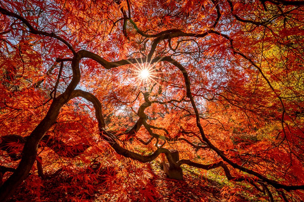 "Under the Red Canopy" - 20x30 Frameless Metal - Allie Richards Photography