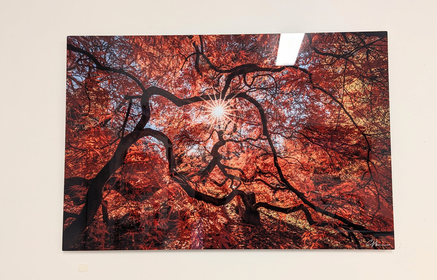 "Under the Red Canopy" - 20x30 Frameless Metal - Allie Richards Photography