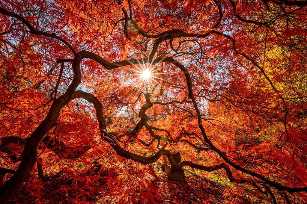 Under the Red Canopy - Allie Richards Photography