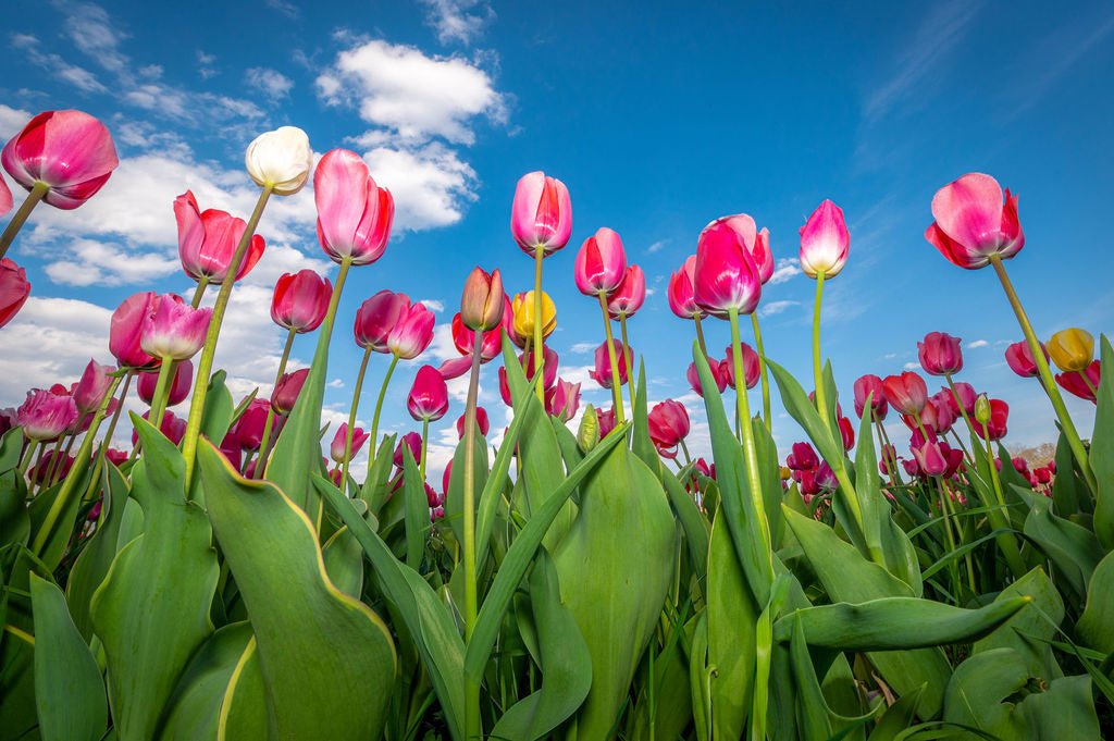 Wicked Tulips - Allie Richards Photography